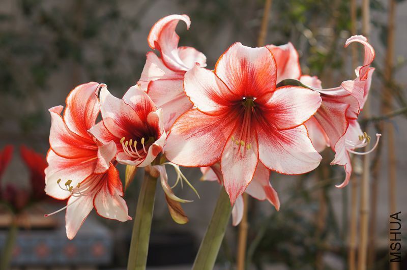 �����ʲôƷ�֣�