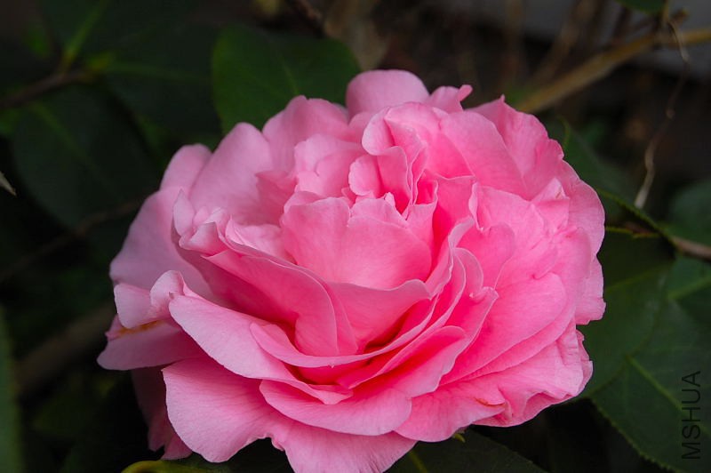 DSC_00820082.JPG