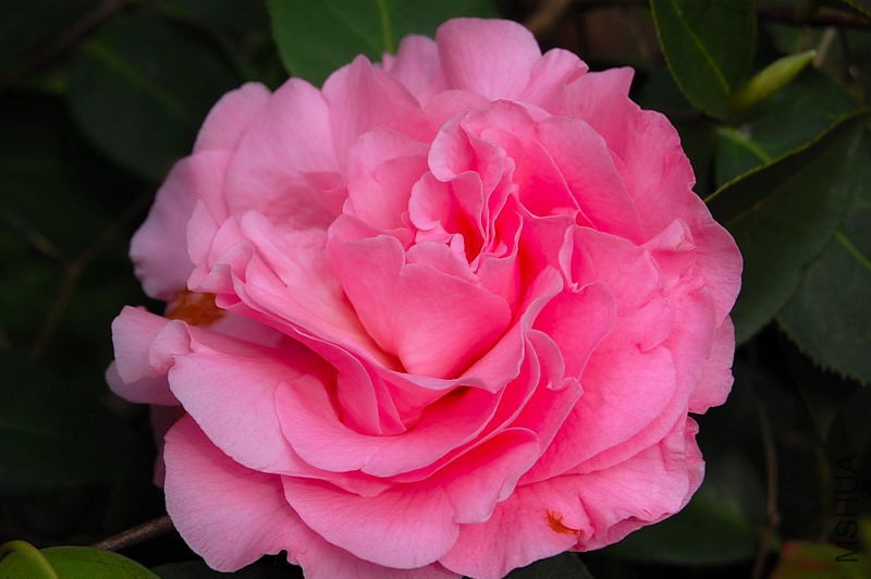 DSC_00840084.JPG
