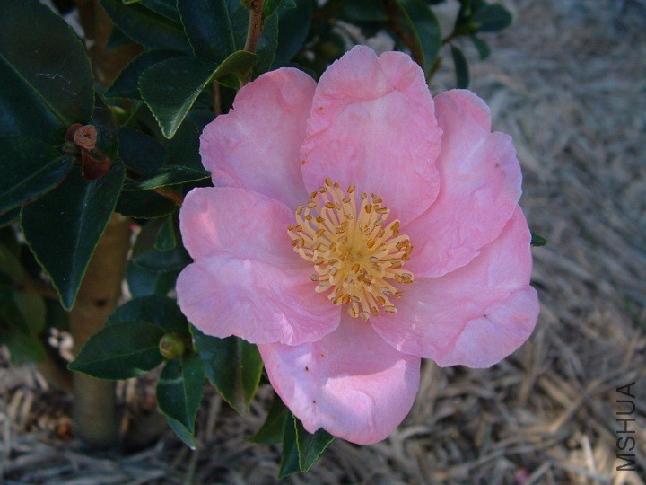 Marie Young.jpg