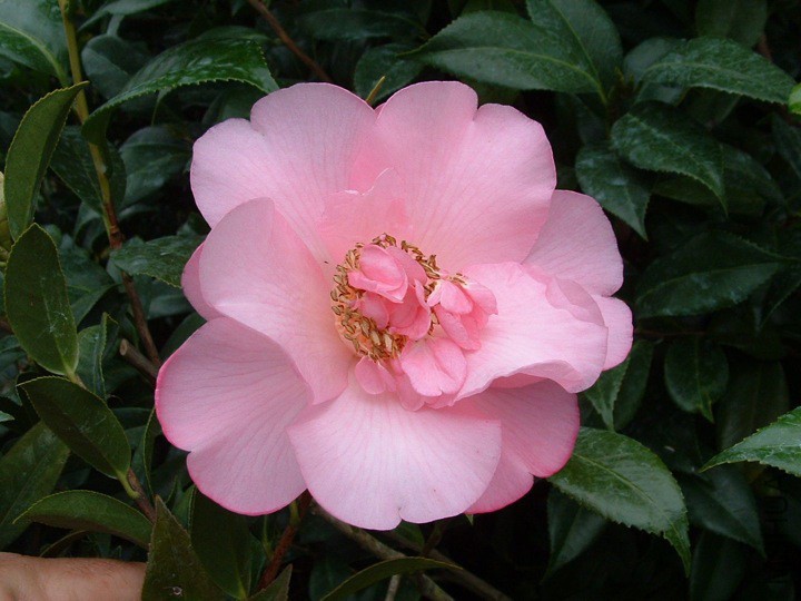 Mary Phoebe Taylor̩��.jpg