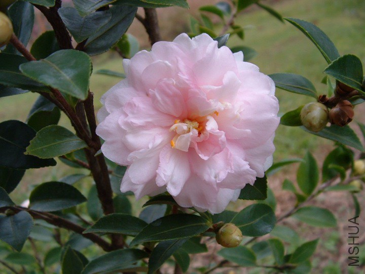 Mignonne�׸�ŵ��.jpg