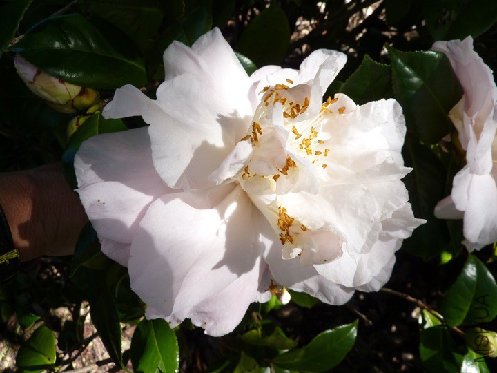 Nuccios Pink Lace.jpg