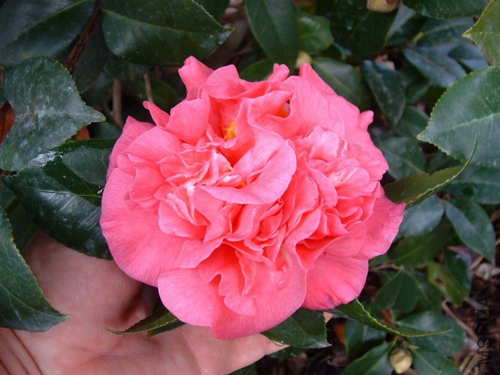 Otahuhu Beauty�ް���.jpg
