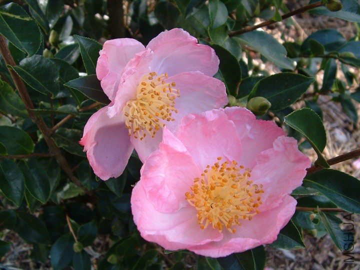 Plantation Pink.jpg