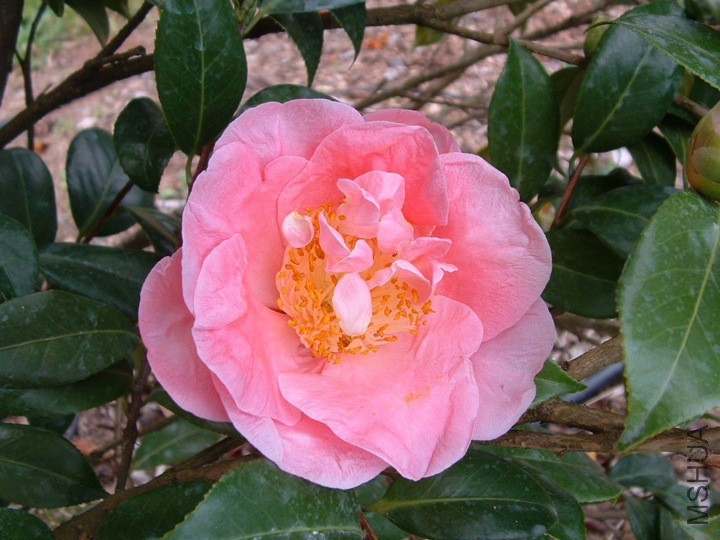 Pink Gold.jpg