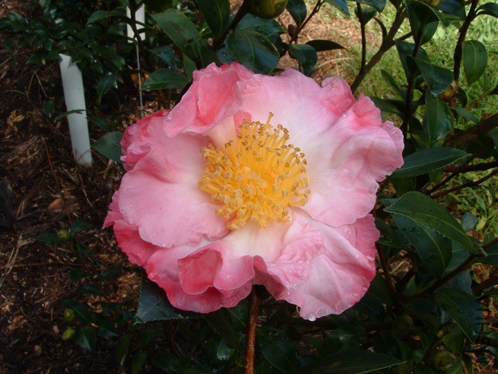 Pink Frills.jpg