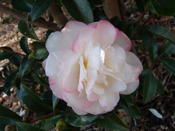 Pure Silk.jpg