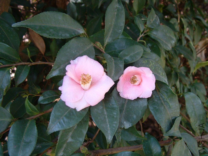 Rosiflora.jpg