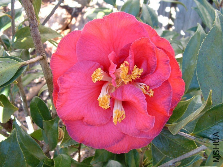 Grand Prix����.jpg