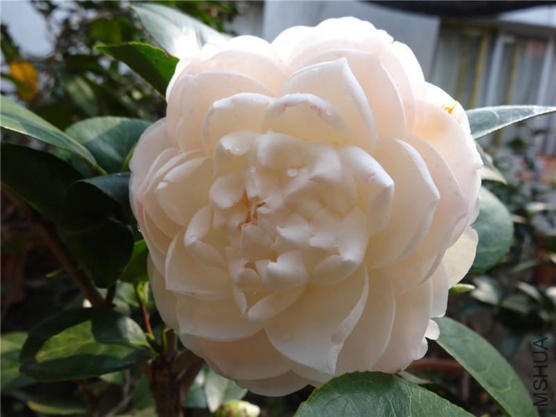 DSC01823.jpg
