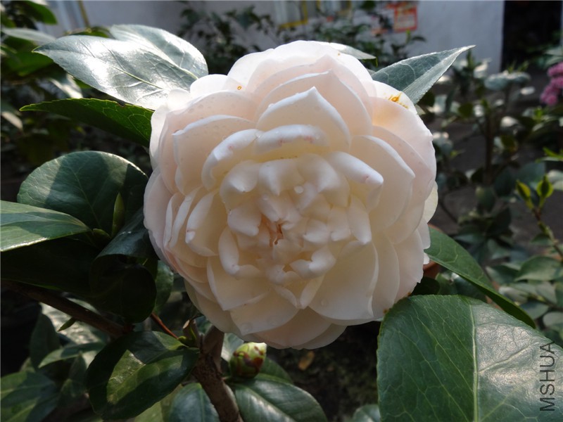 DSC01825.jpg