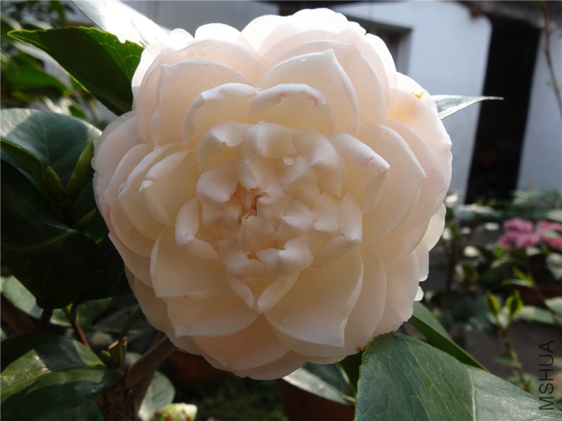 DSC01826.jpg