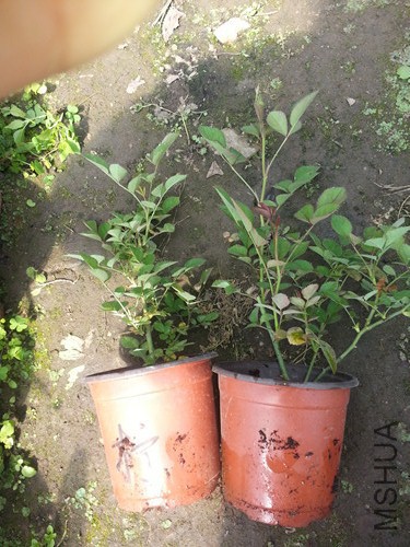 20150324_110411.jpg