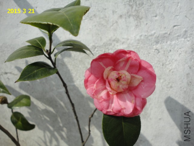 DSC06472.JPG