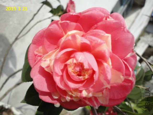 DSC06471.JPG