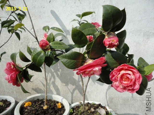 DSC06474.JPG