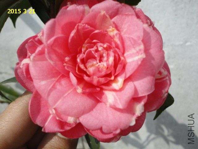 DSC06477.JPG