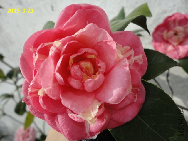 DSC06476.JPG