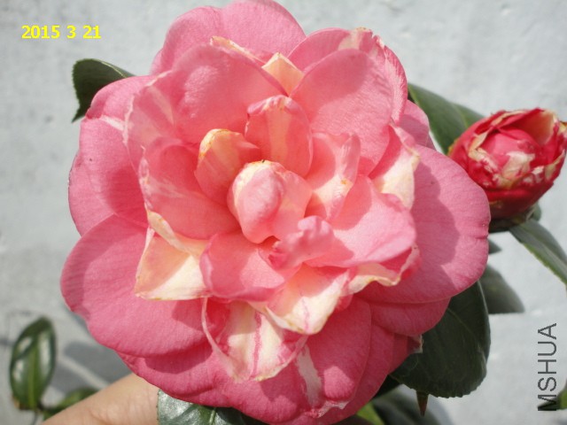 DSC06479.JPG