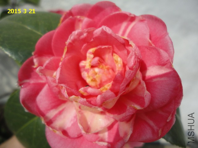 DSC06478.JPG