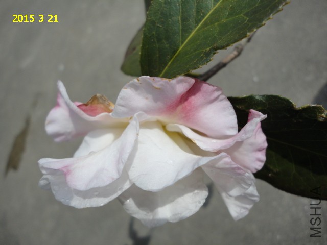 DSC06450.JPG