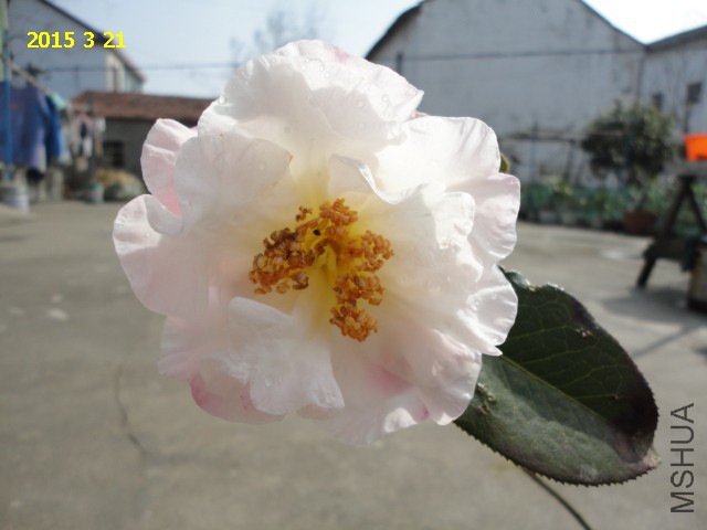 DSC06449.JPG