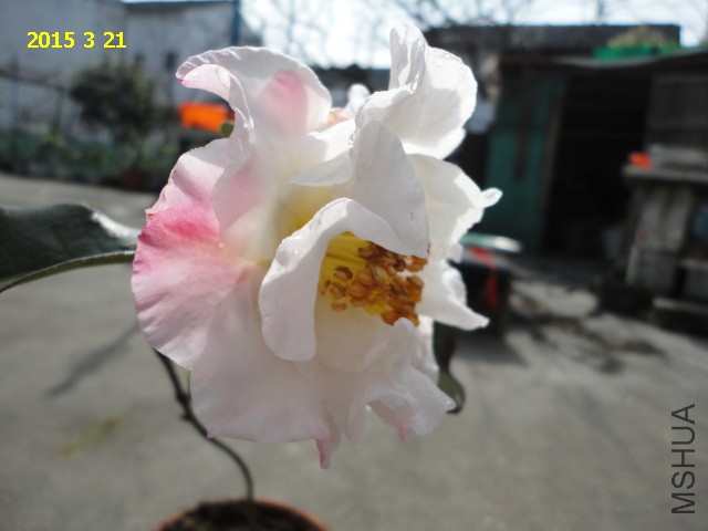 DSC06452.JPG