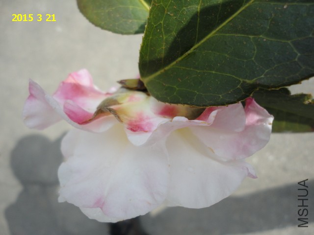 DSC06451.JPG
