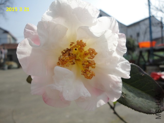 DSC06453.JPG