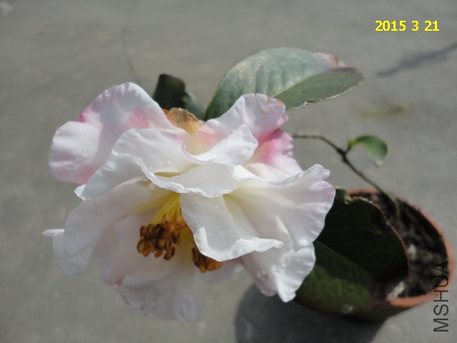 DSC06455.JPG