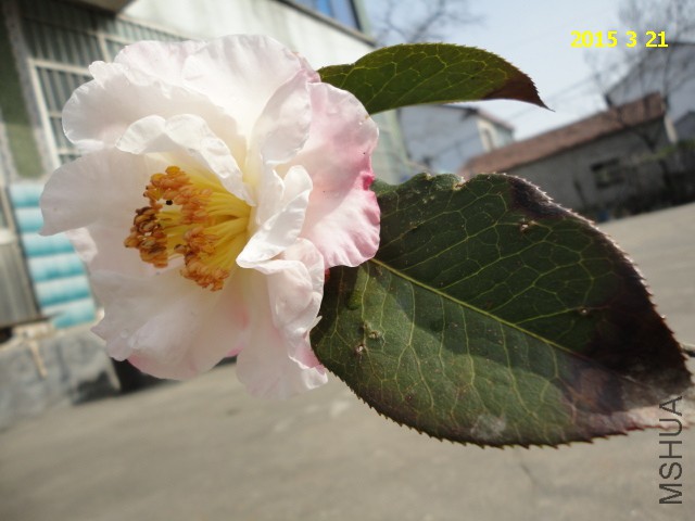 DSC06454.JPG