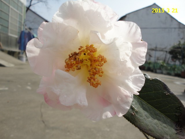 DSC06456.JPG