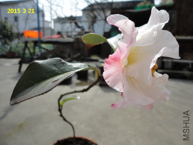 DSC06458.JPG