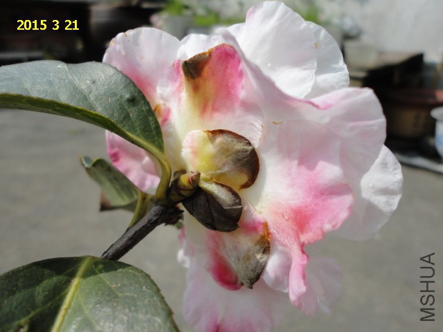 DSC06459.JPG