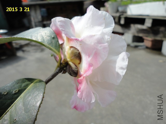 DSC06461.JPG