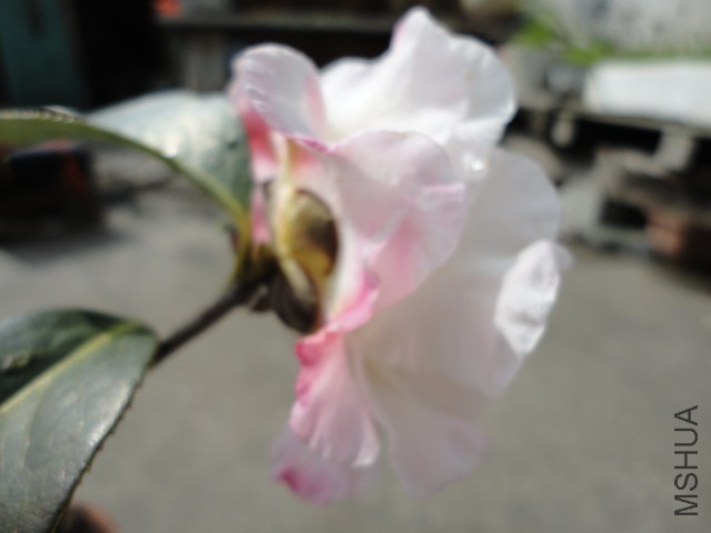 DSC06460.JPG