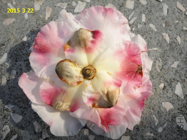 DSC06486.JPG