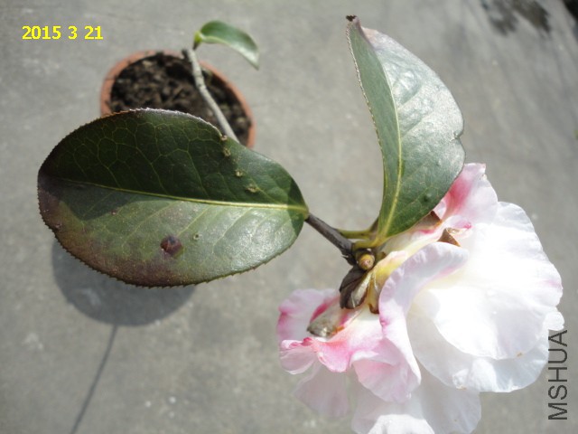 DSC06462.JPG