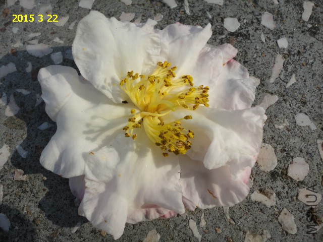 DSC06485.JPG