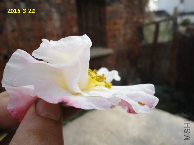 DSC06487.JPG