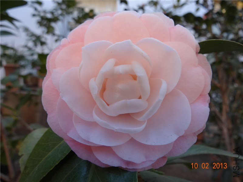 DSC00259.jpg