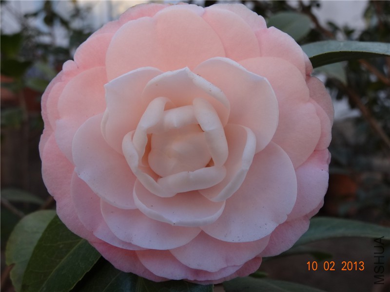 DSC00258.jpg