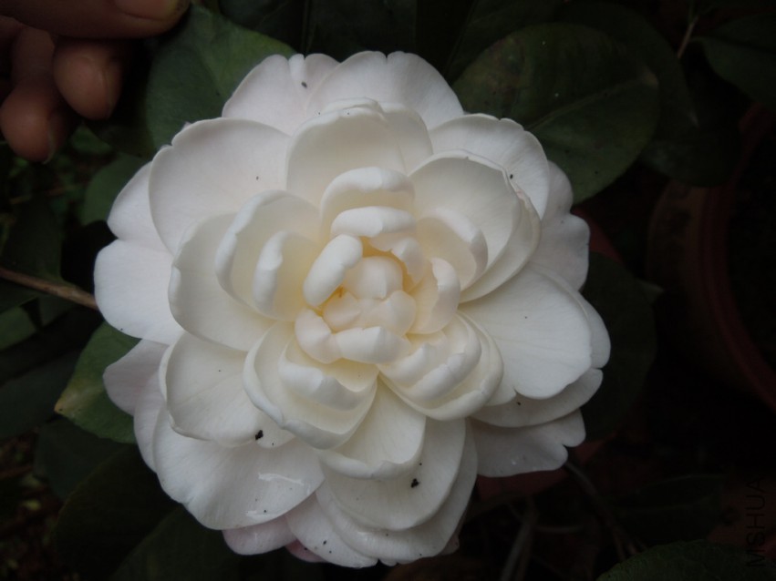 DSCN4655.JPG