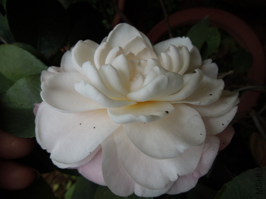 DSCN4657.JPG