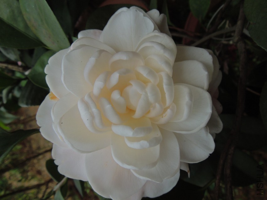 DSCN4669.JPG