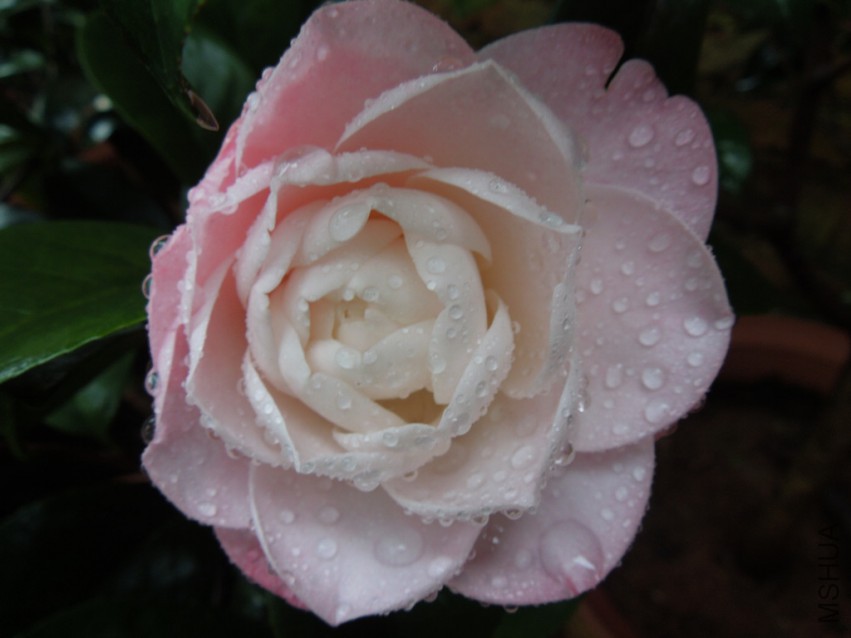 DSCN4793.JPG