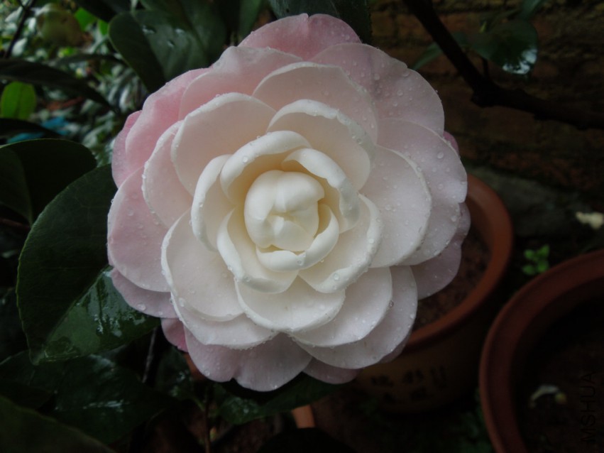 DSCN4802.JPG
