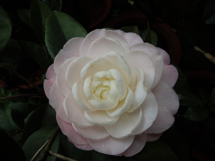 DSCN4808.JPG