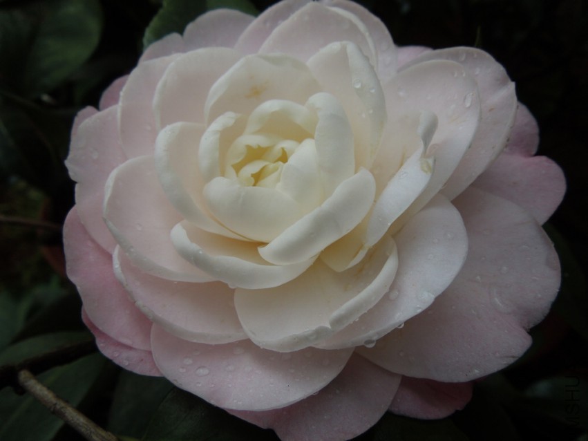 DSCN4809.JPG